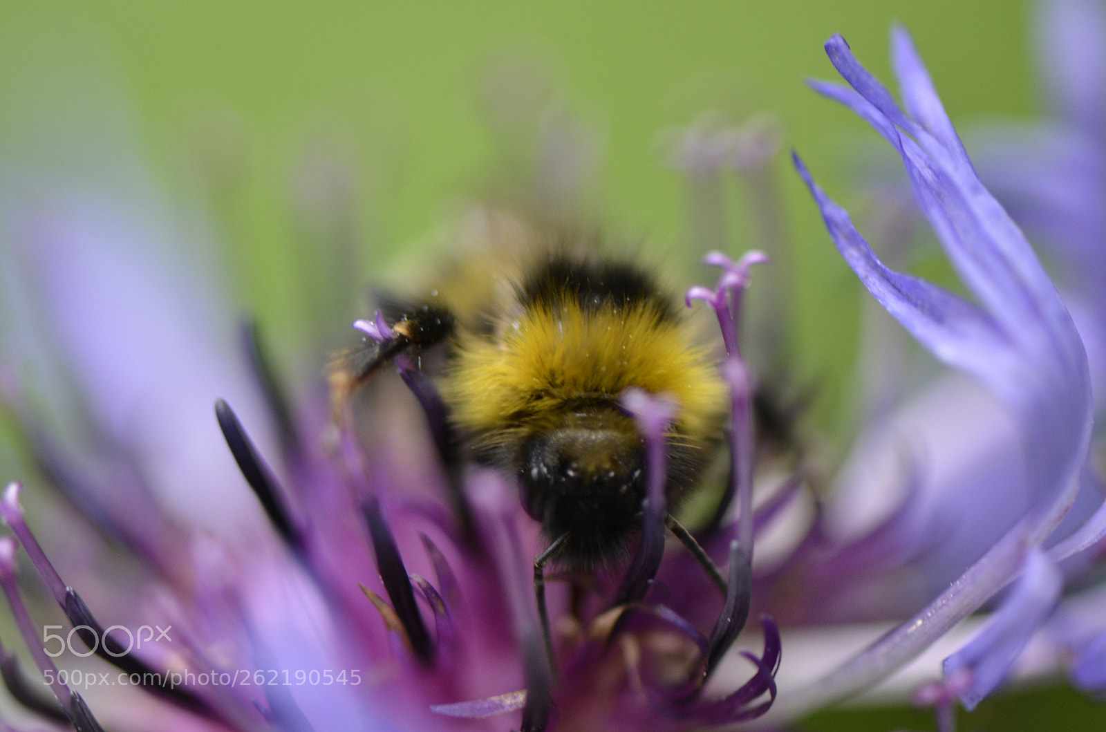 Nikon AF-S Micro-Nikkor 105mm F2.8G IF-ED VR sample photo. Bee at work photography