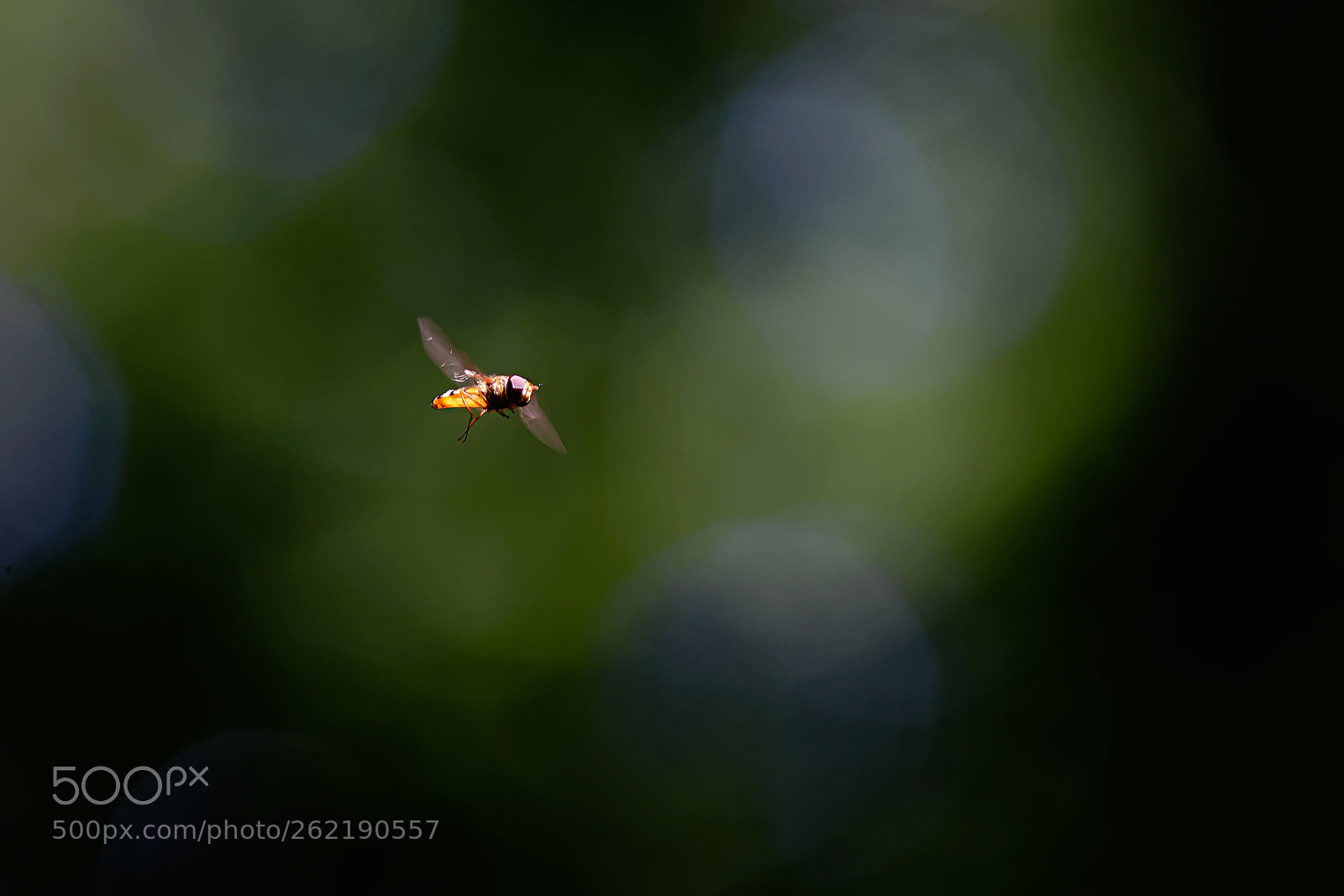 Canon EOS 7D Mark II sample photo. Fly photography