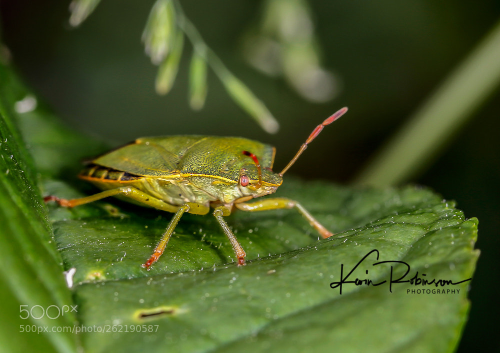 Canon EOS 7D Mark II sample photo. Dm photography