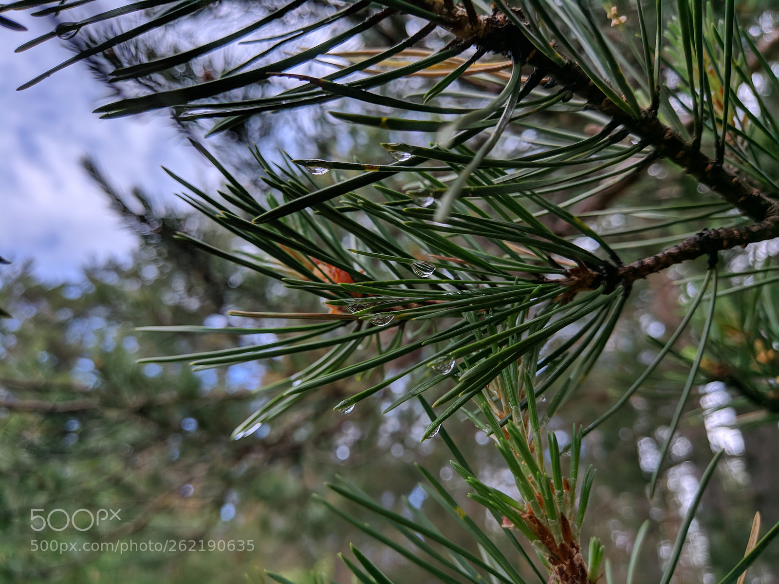 Xiaomi MI 5s sample photo. Dew on pine photography