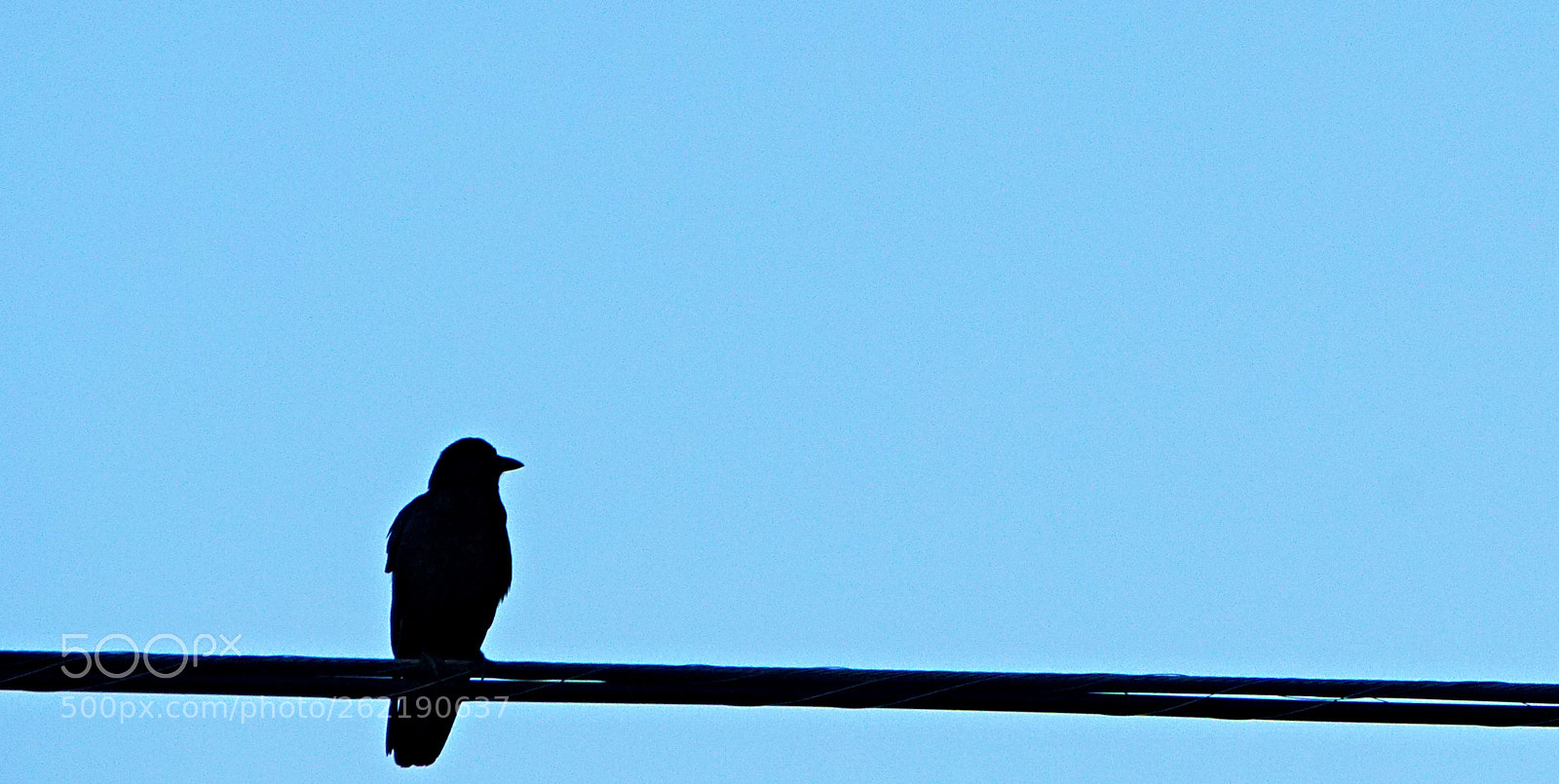 Sony E 55-210mm F4.5-6.3 OSS sample photo. Bird on a wire photography