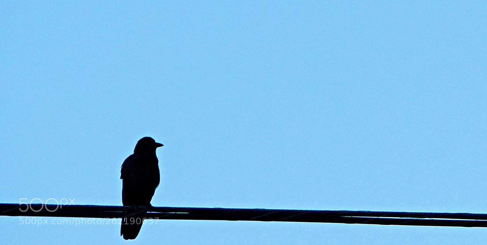Sony a6300 sample photo. Bird on a wire photography