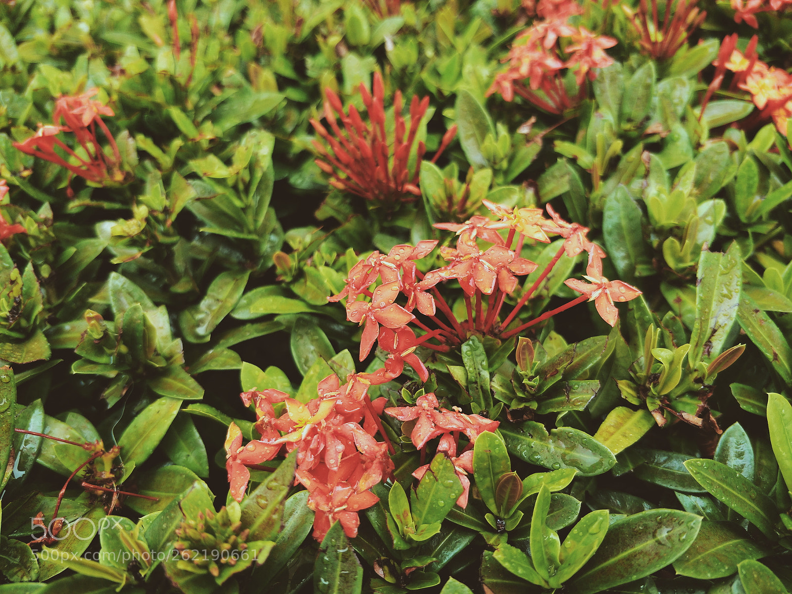 OPPO R9S sample photo. Untitled photography