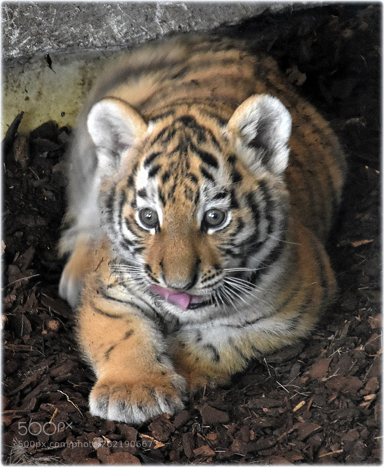 Nikon D7200 sample photo. "tiger-baby." photography