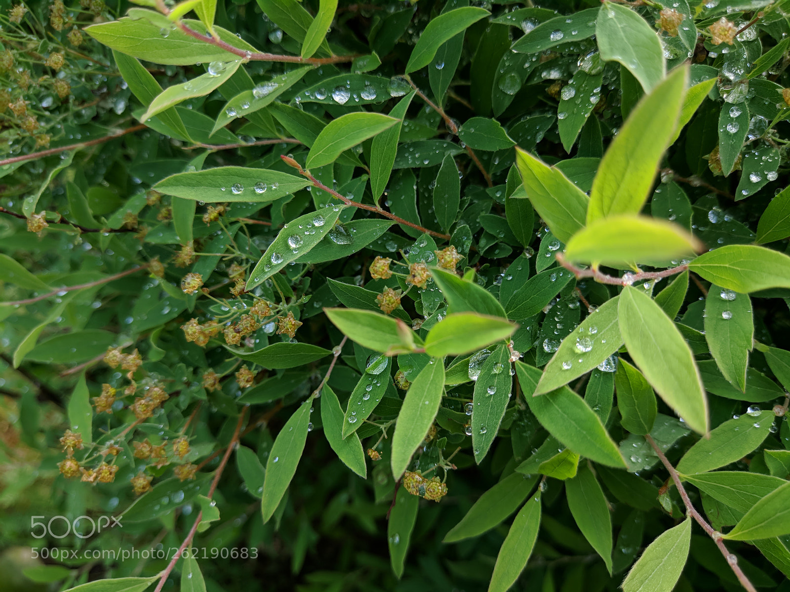 Xiaomi MI 5s sample photo. Dew photography