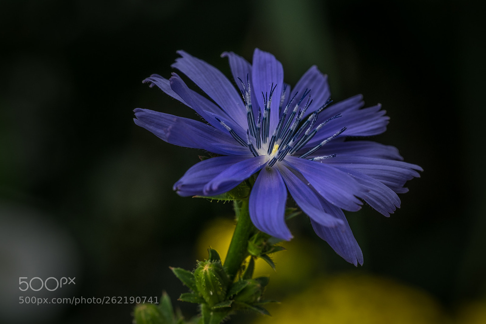 Fujifilm X-T1 sample photo. Gew hnliche wegwarte cichorium photography