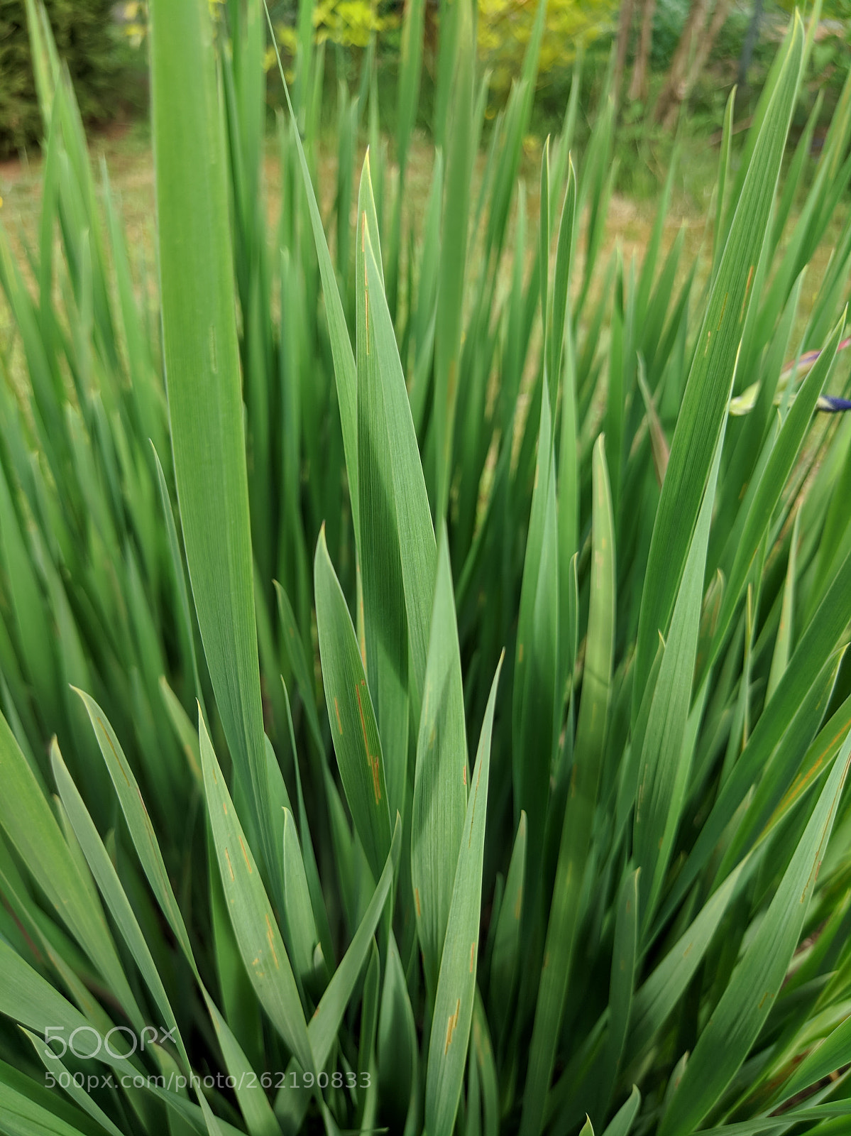 Xiaomi MI 5s sample photo. Grass photography
