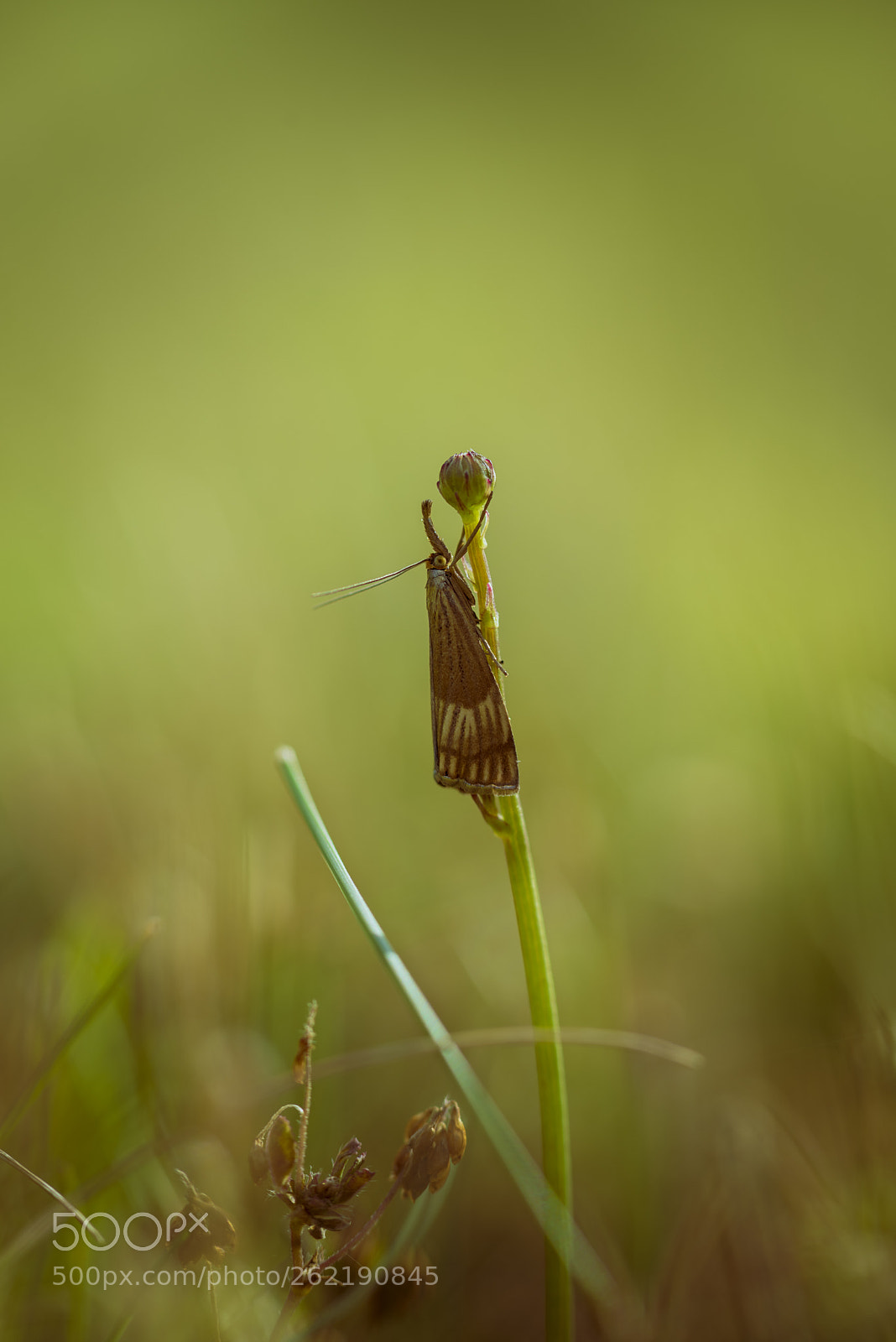 Nikon D750 sample photo. Small world photography