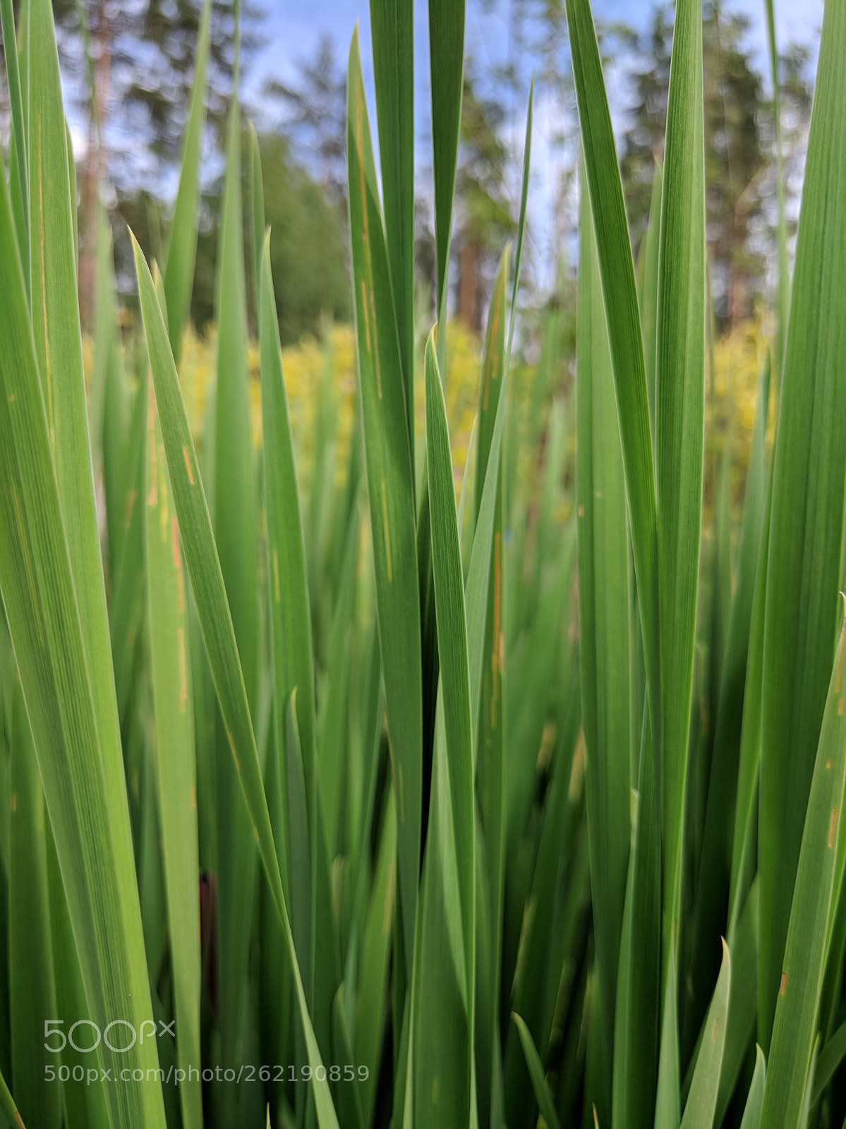 Xiaomi MI 5s sample photo. Grass photography