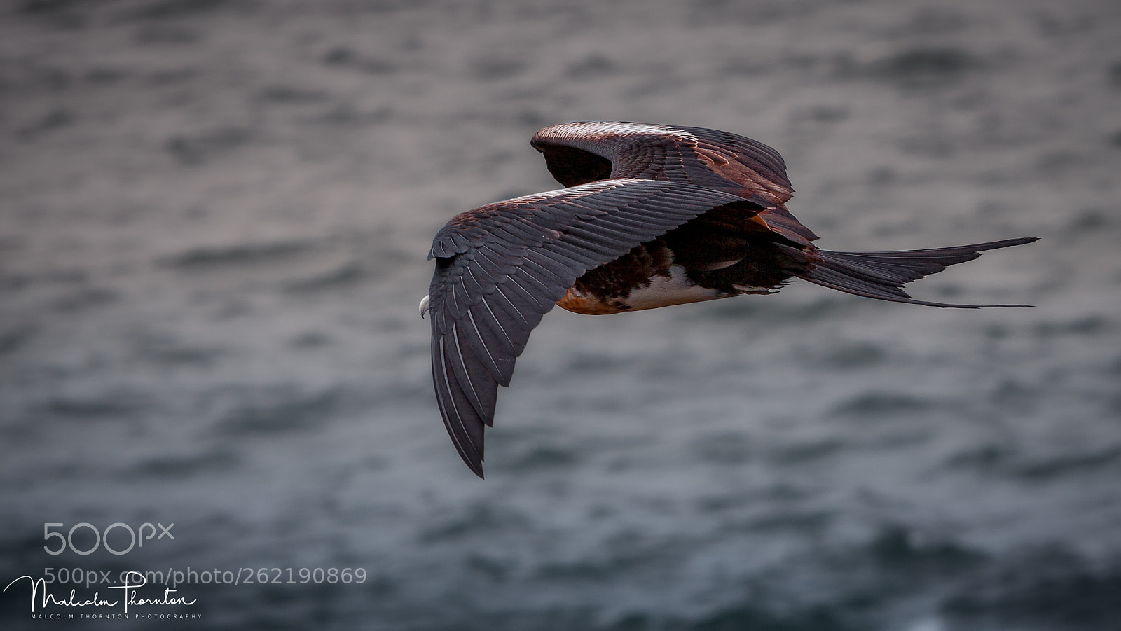 Canon EOS 5D Mark II sample photo. Wings of prey photography