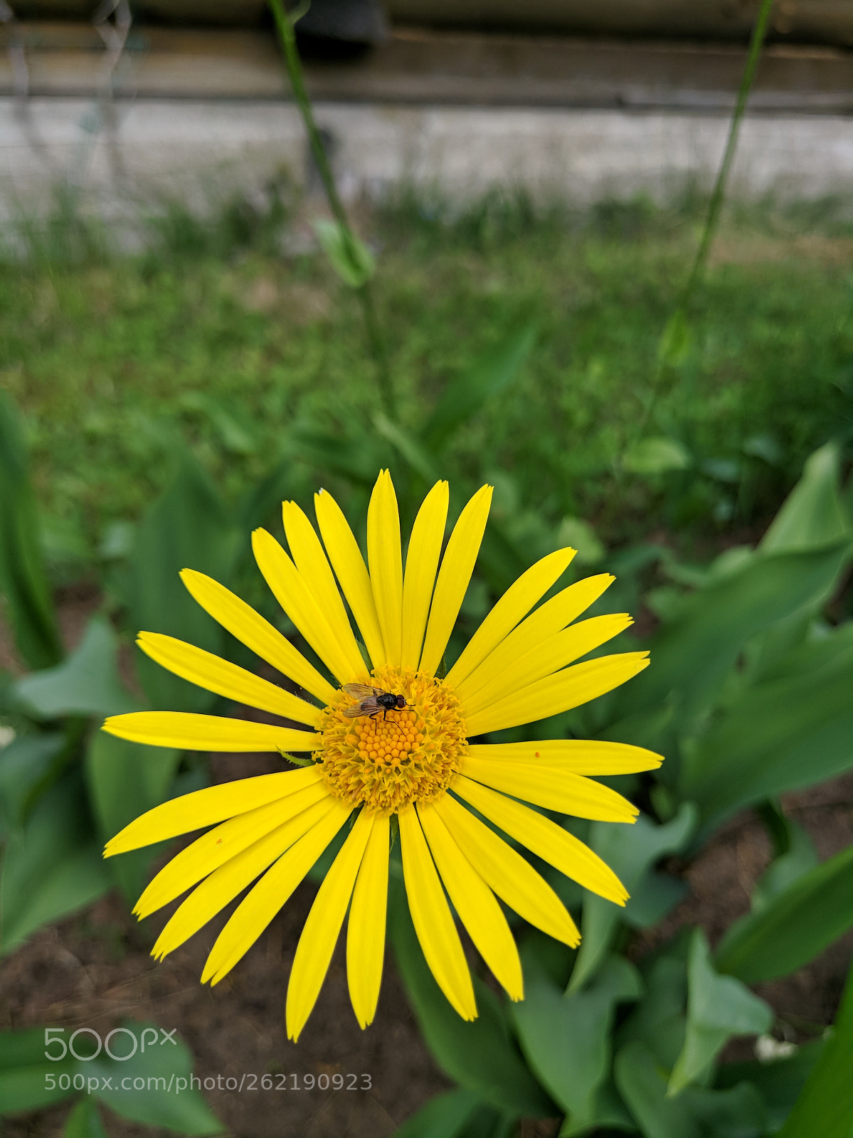 Xiaomi MI 5s sample photo. Fly on flower photography