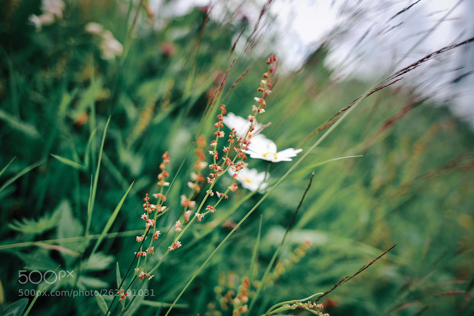 Nikon D750 sample photo. Flower patch photography