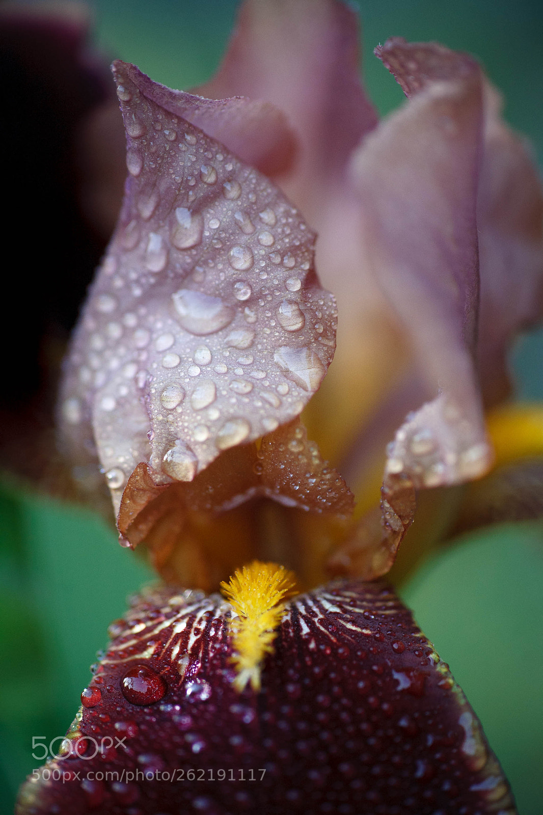 Canon EOS 5D sample photo. Img ed photography