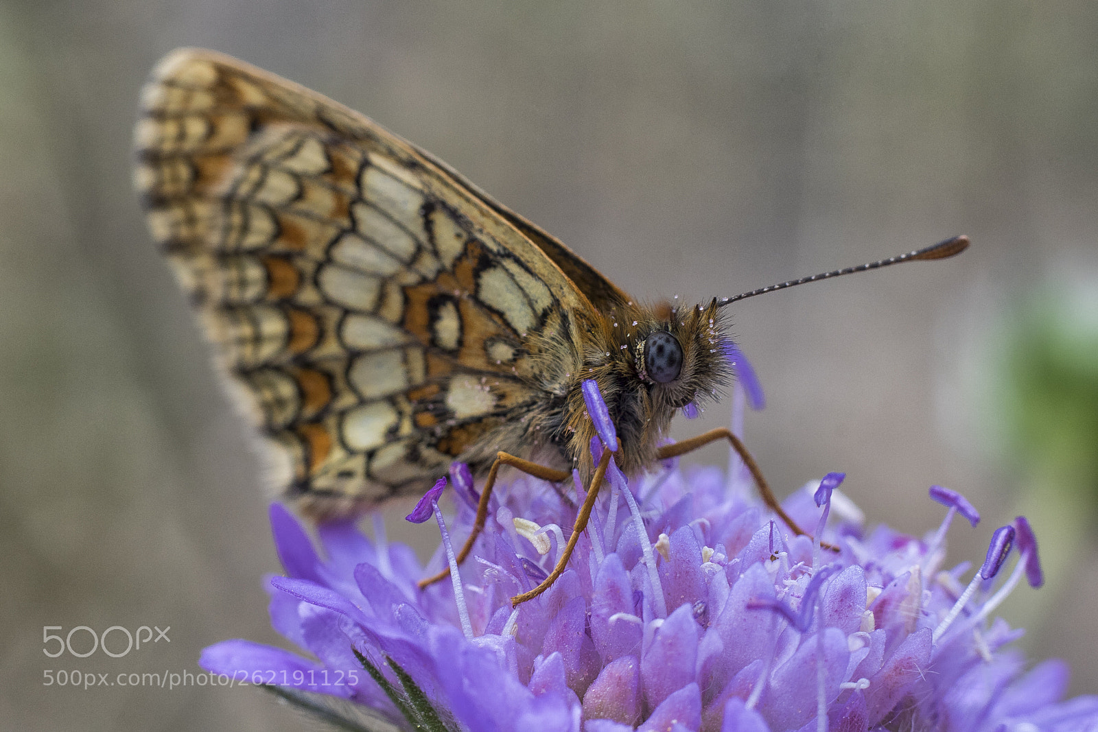 Canon EOS 760D (EOS Rebel T6s / EOS 8000D) sample photo. Butterfly - brought from photography