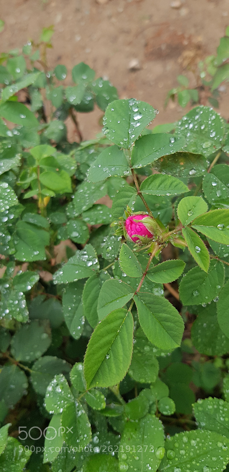 Samsung Galaxy S8+ sample photo. Rainy day photography