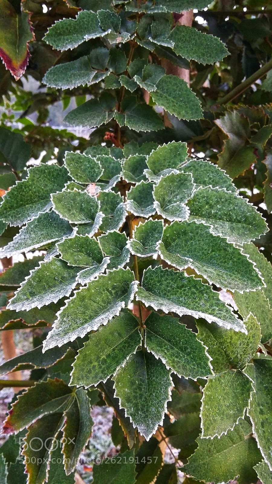 Samsung Galaxy Grand Prime sample photo. Green cold photography