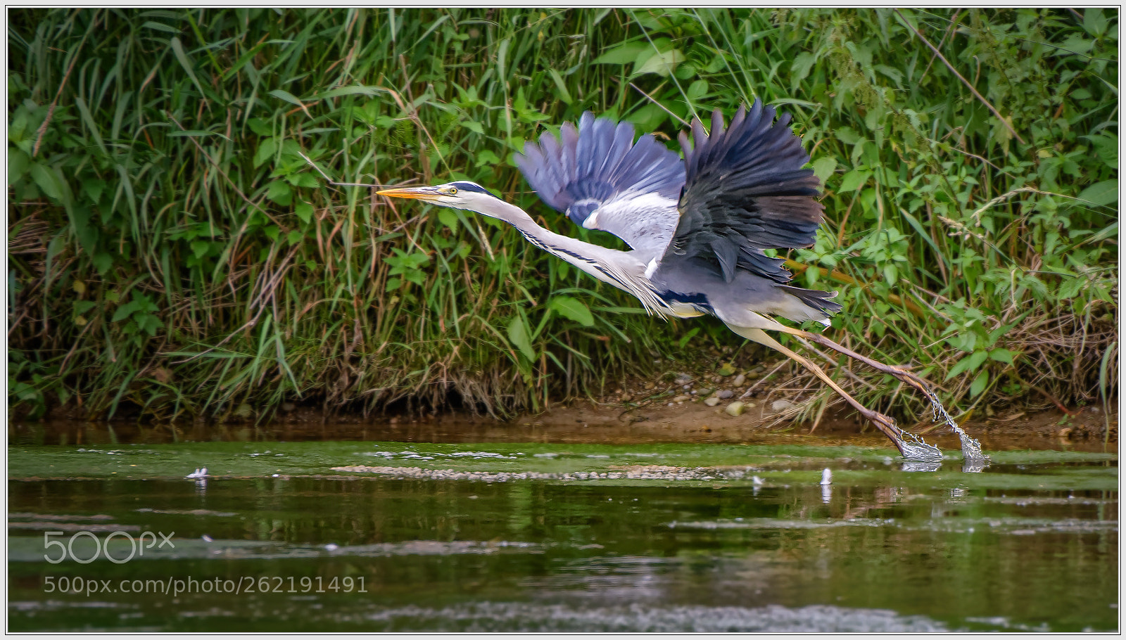 Nikon D750 sample photo. Heron photography