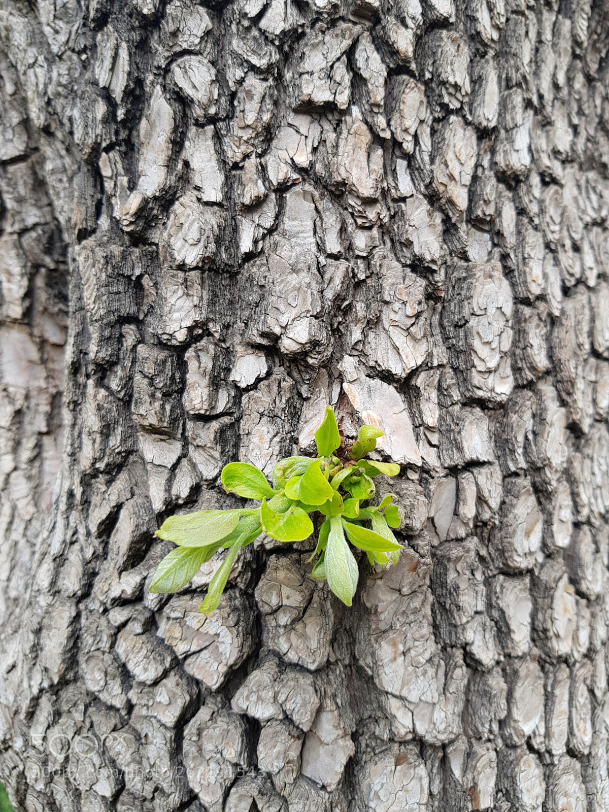 Samsung Galaxy S8+ sample photo. Never give up photography