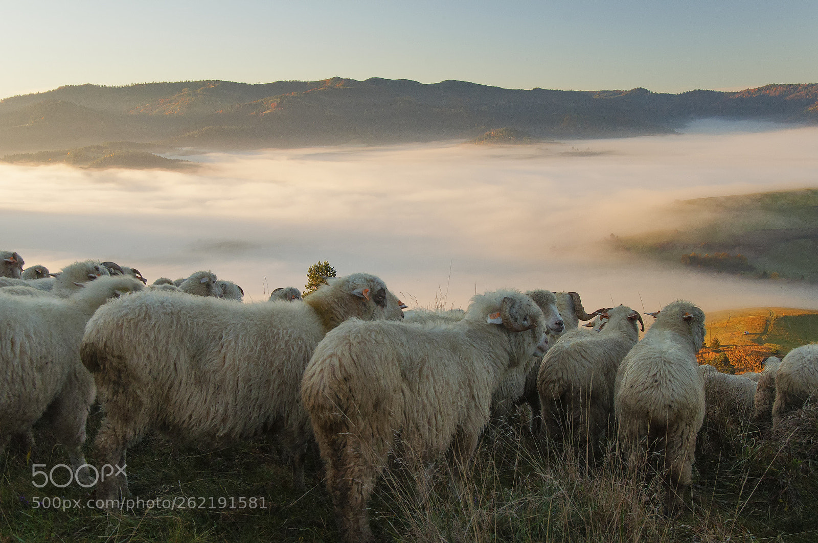 Nikon D5000 sample photo. Sheep photography