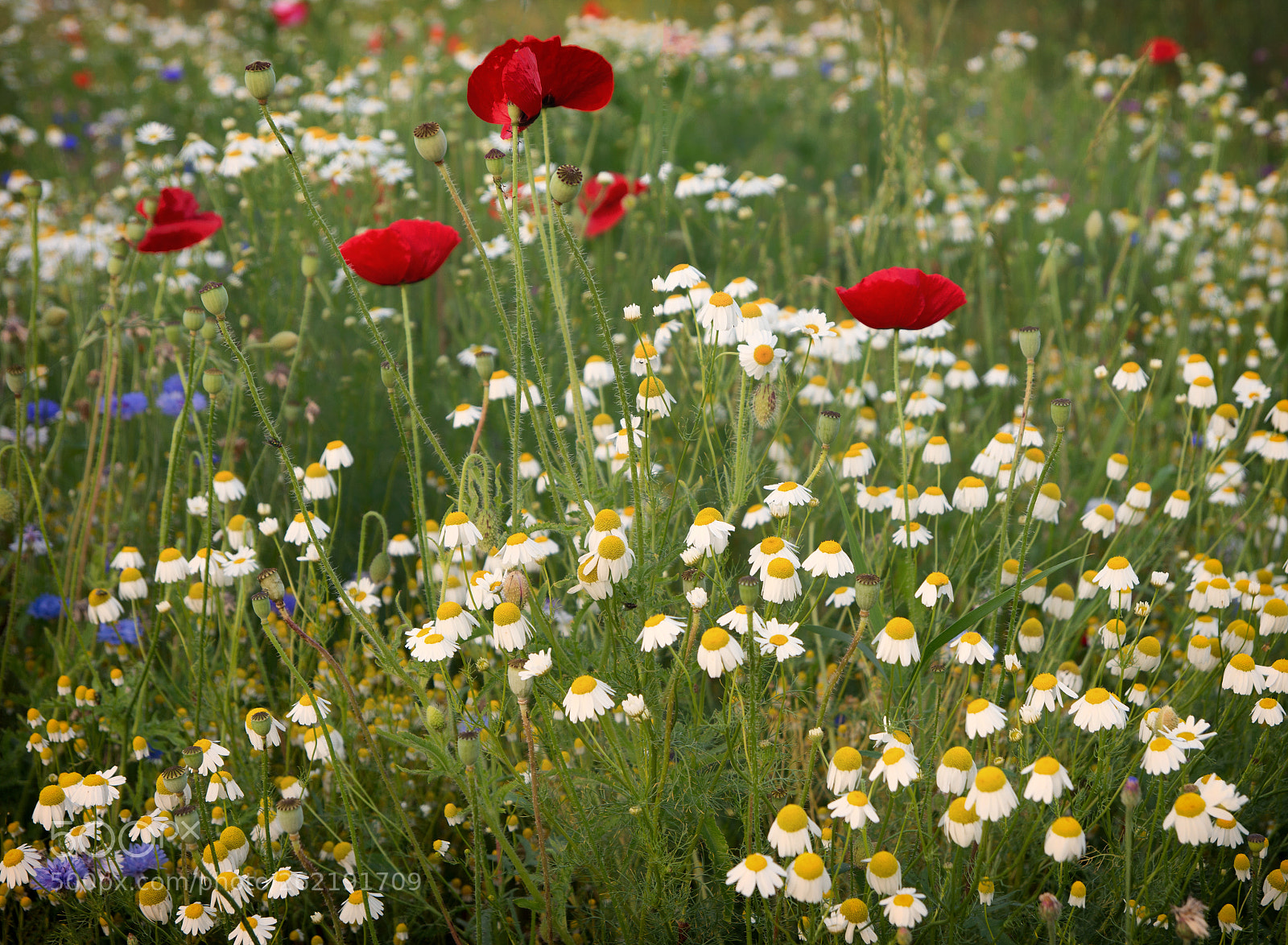 Nikon D7200 sample photo. Wild rose photography