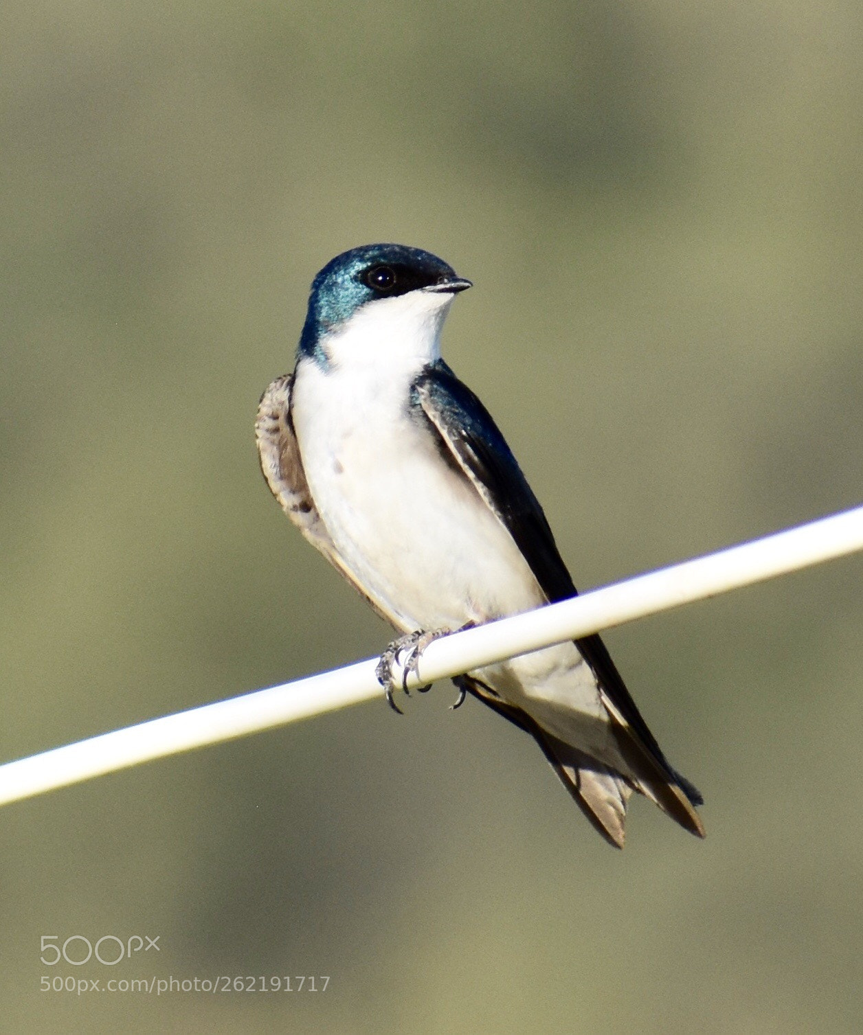 Nikon D3400 sample photo. Tree swallow ii photography