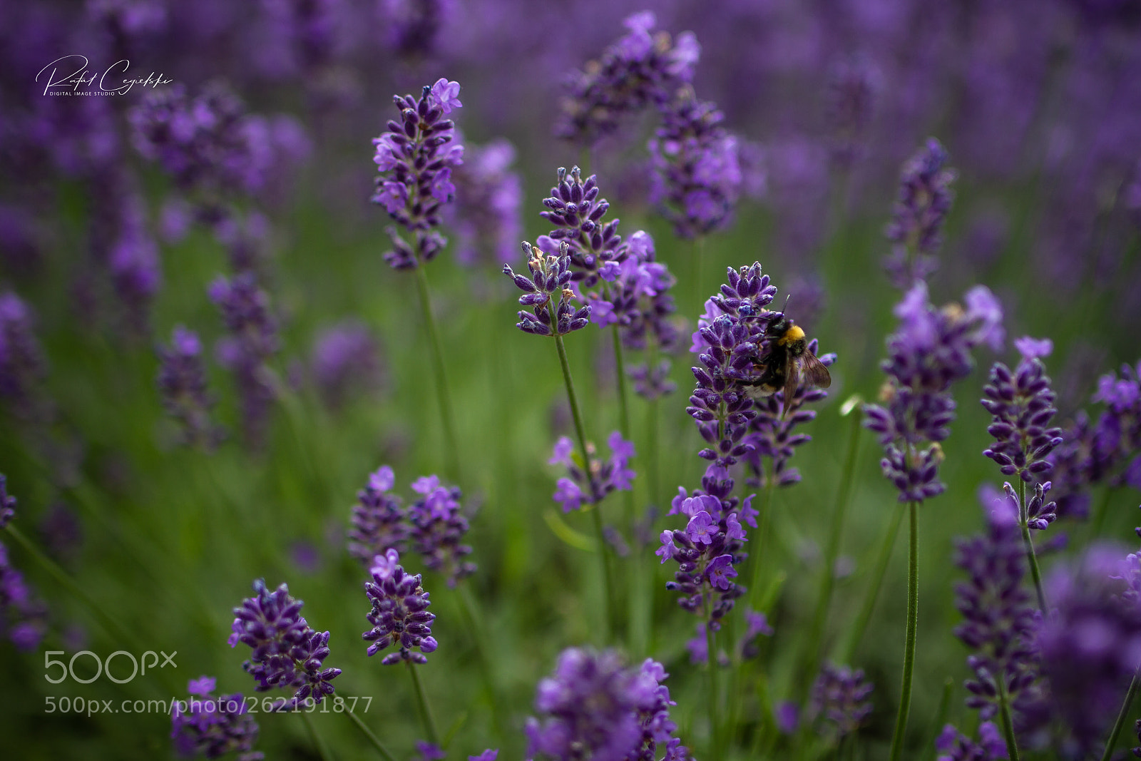 Canon EOS 7D sample photo. Violett photography