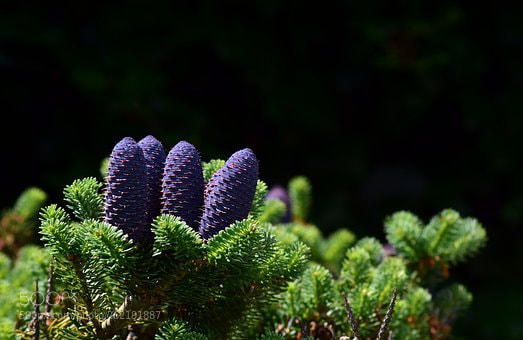 Nikon D3300 sample photo. Tap photography