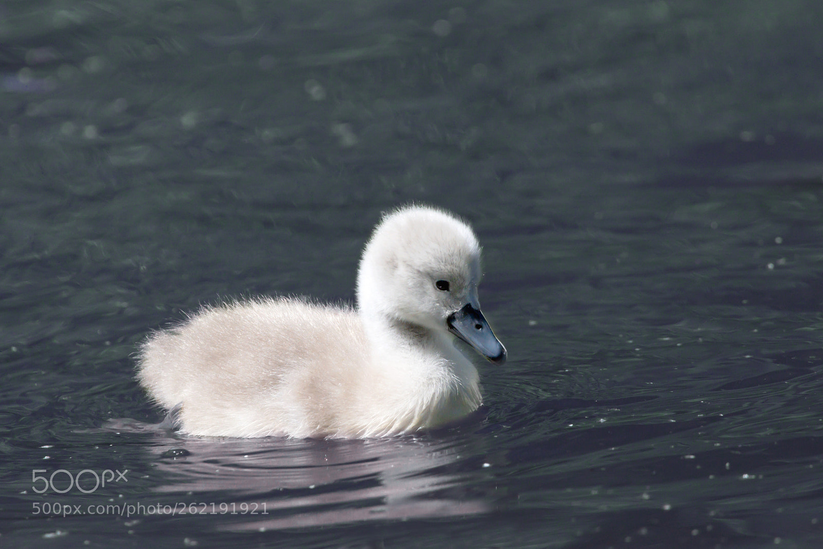 Nikon D7200 sample photo. Cygnet 01 photography