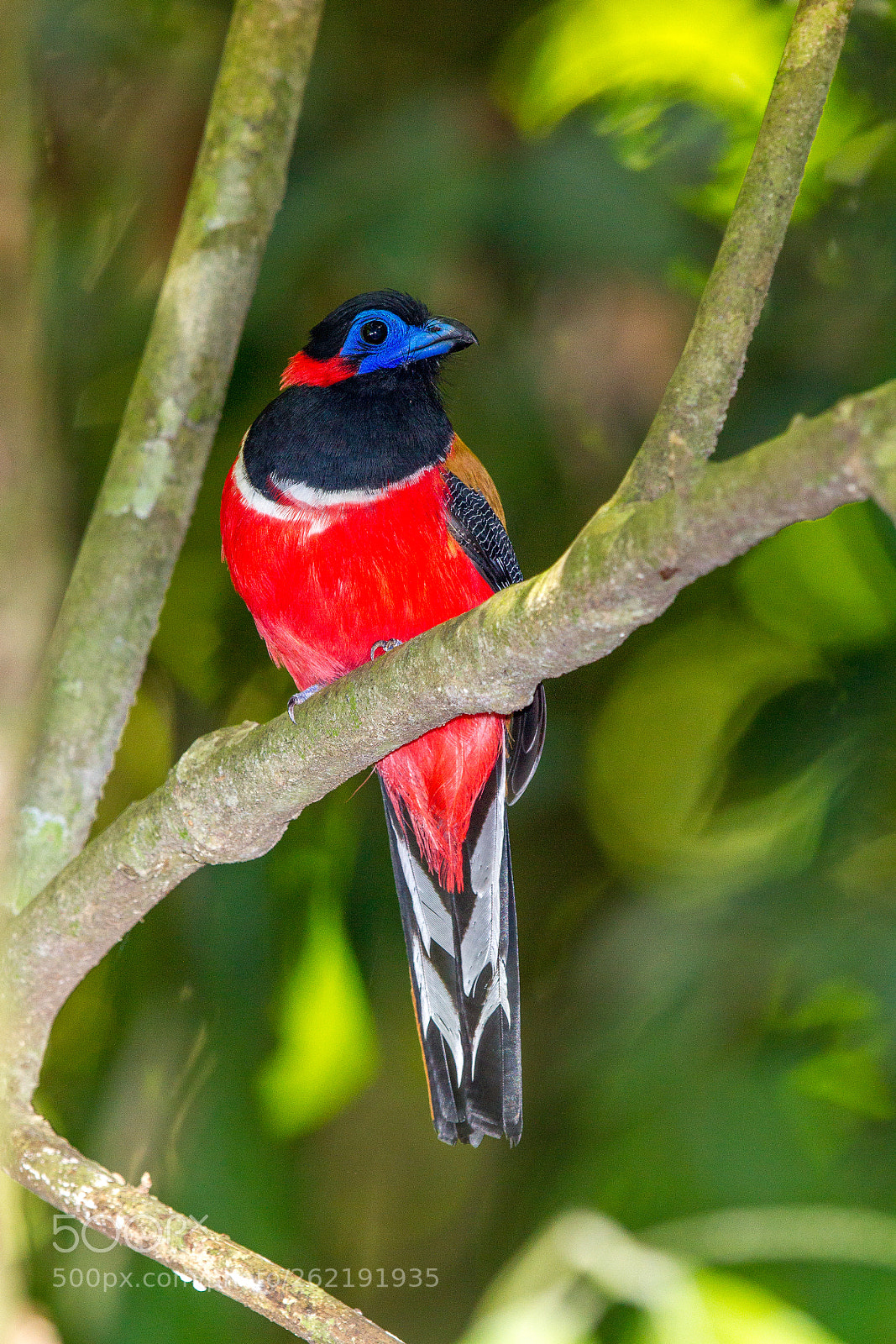 Canon EOS 7D sample photo. Red naped trogon, borneo photography
