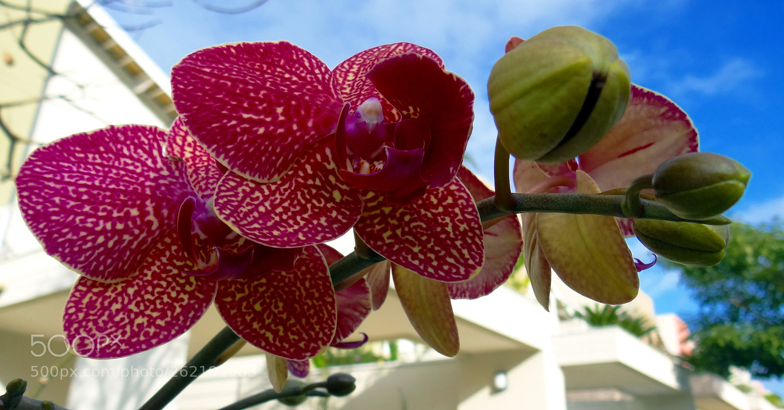 Sony Cyber-shot DSC-HX100V sample photo. Sweet flower photography