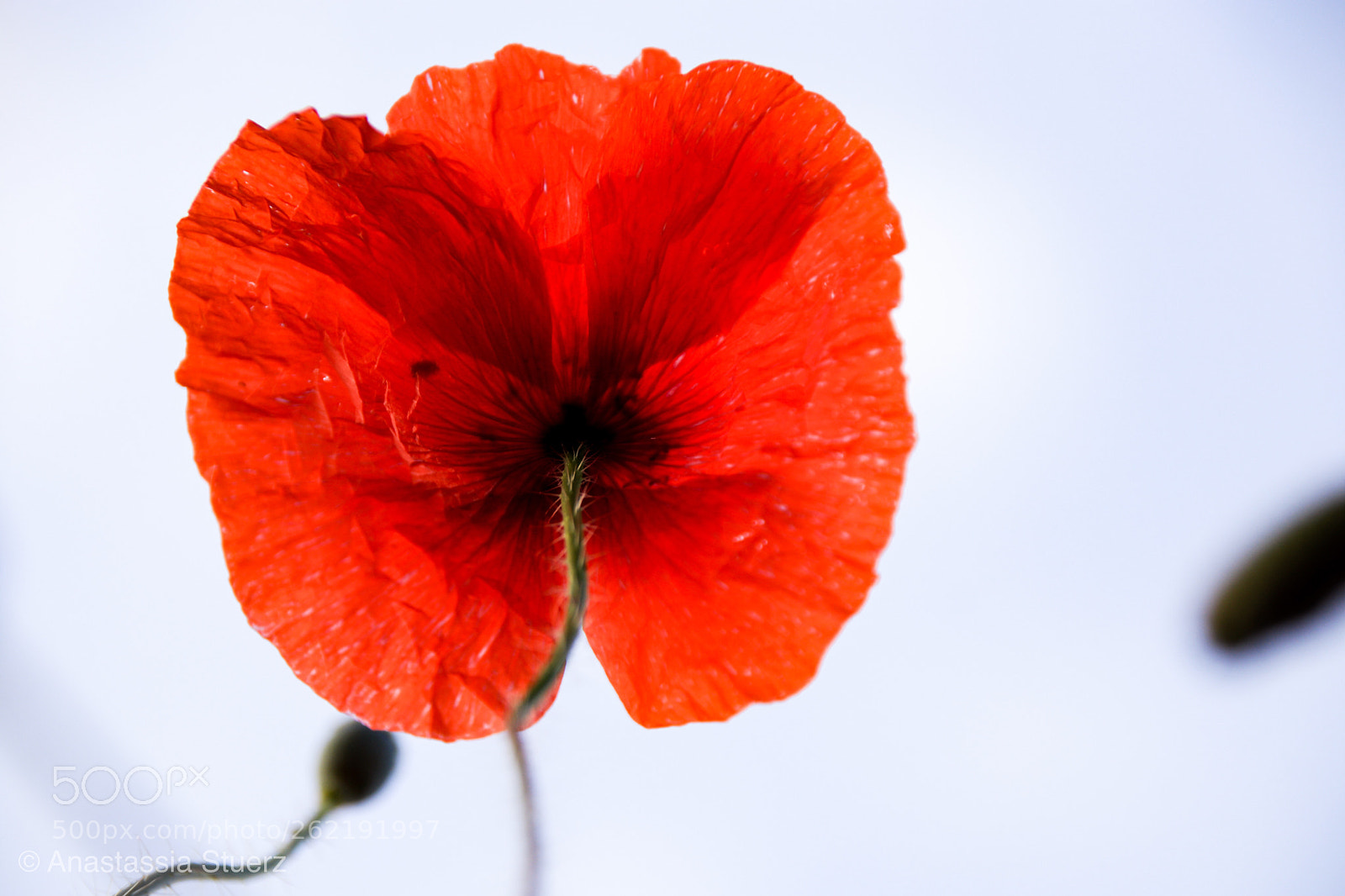 Canon EOS 77D (EOS 9000D / EOS 770D) sample photo. A beautiful poppy from photography