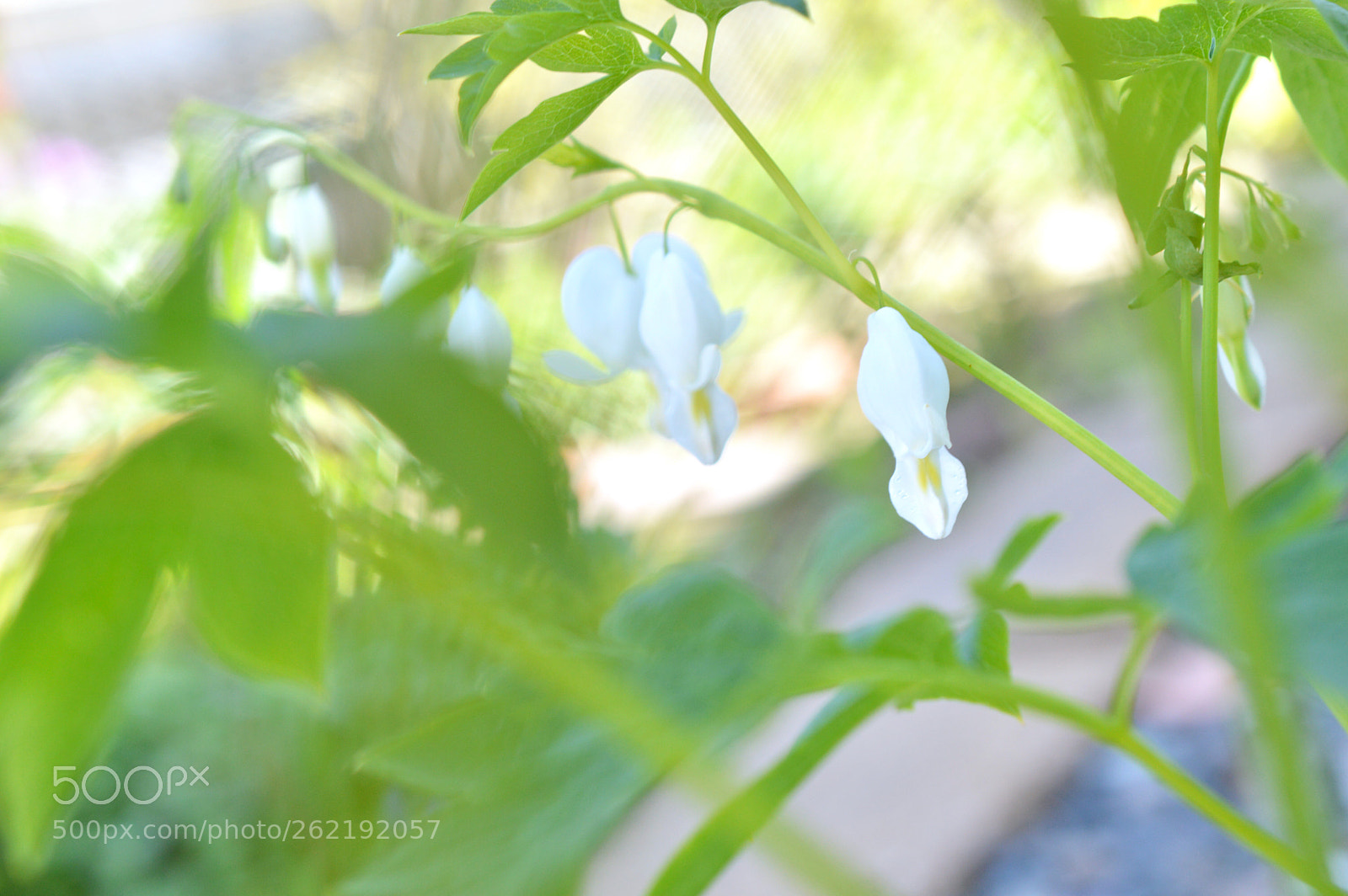 Nikon D3200 sample photo. Early summer photography