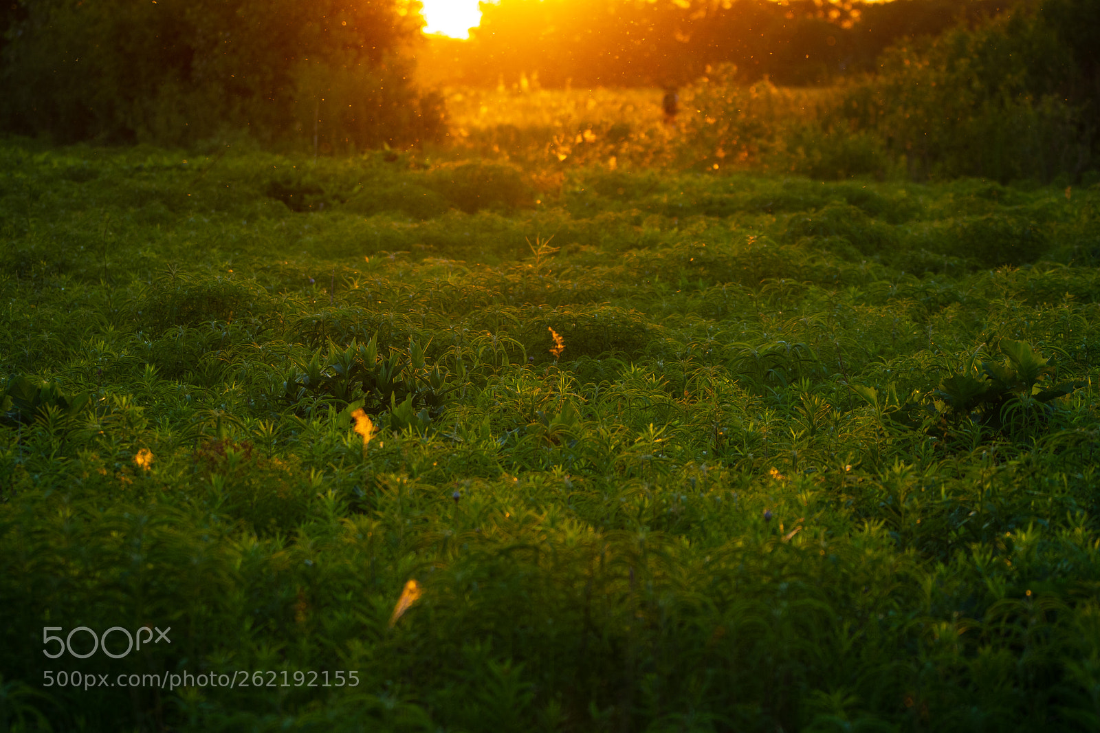 Nikon D500 sample photo. Sunset on rollins photography