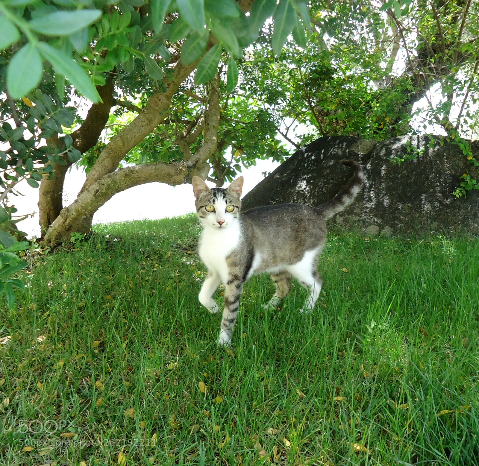 Sony Cyber-shot DSC-W610 sample photo. I'm curious photography