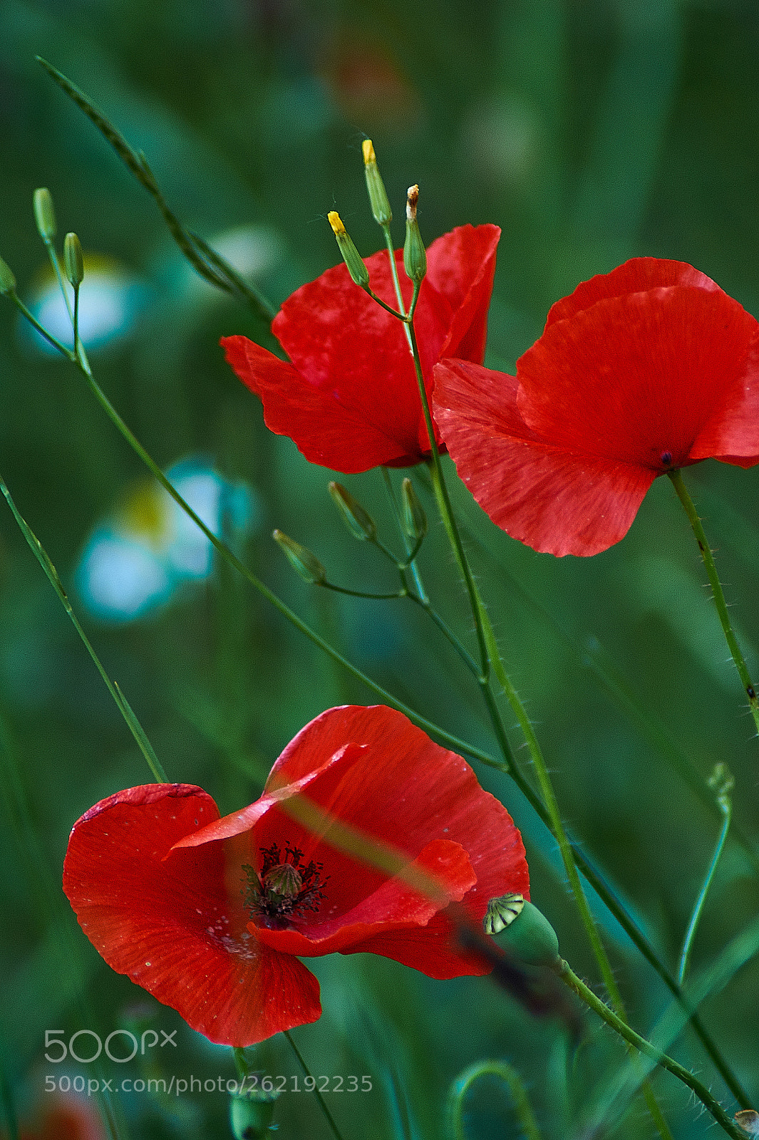 Sony SLT-A58 sample photo. Amapolas photography