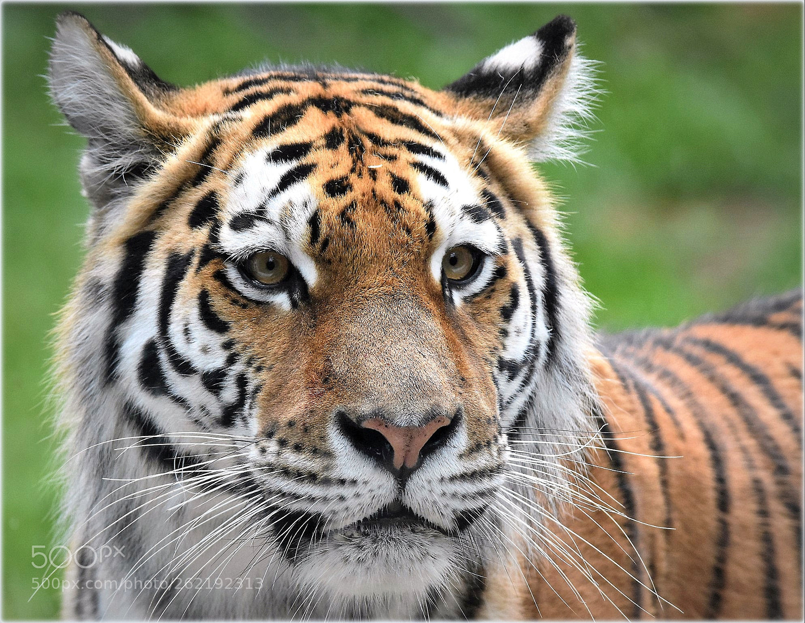 Nikon D7200 sample photo. "what.." photography