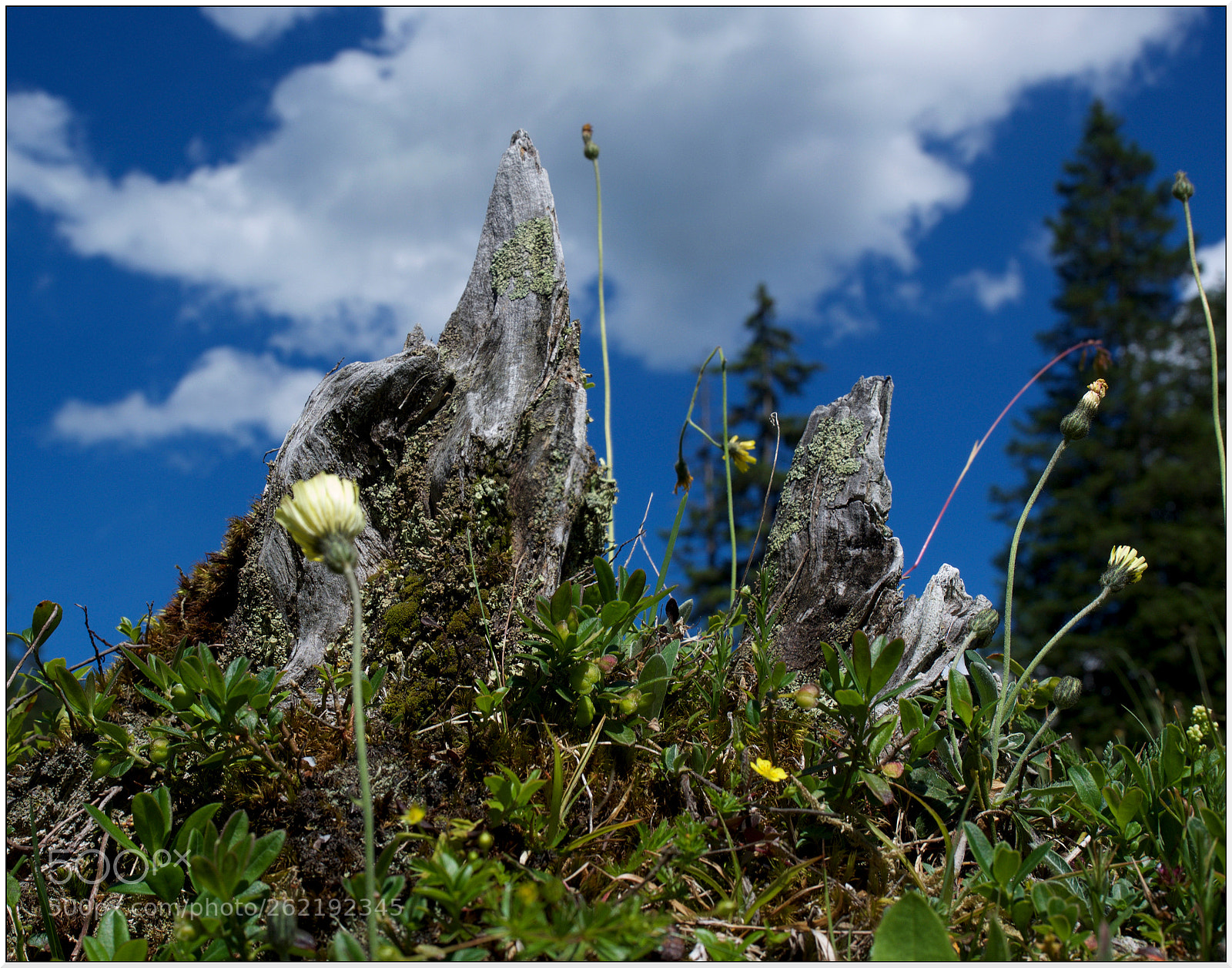 Olympus OM-D E-M1 sample photo. Bergsommer - summer in photography