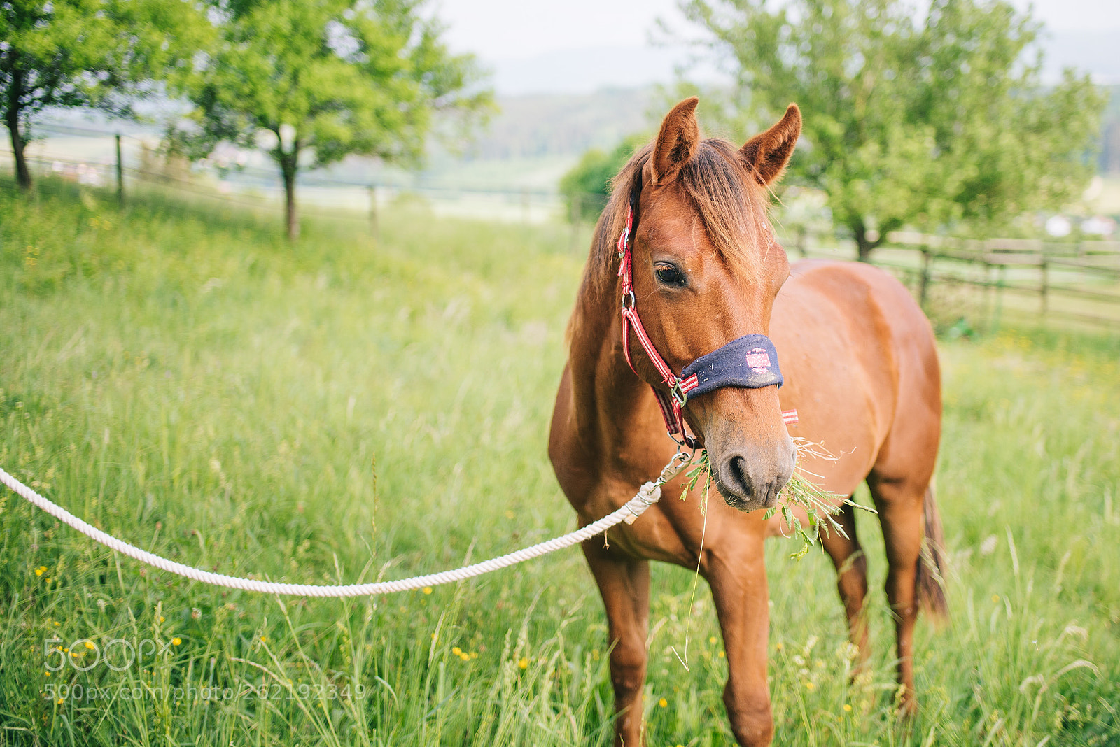 Nikon D750 sample photo. Young horse photography