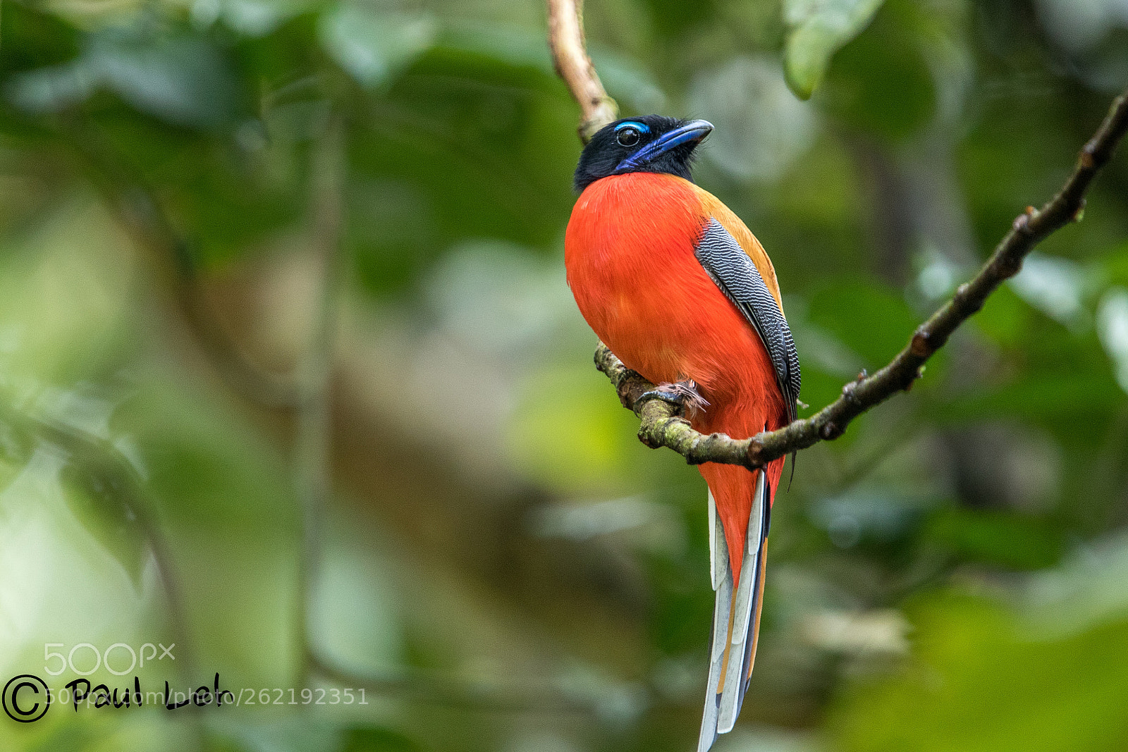 Canon EOS 7D Mark II sample photo. Scarlet rumped trogon, borneo photography