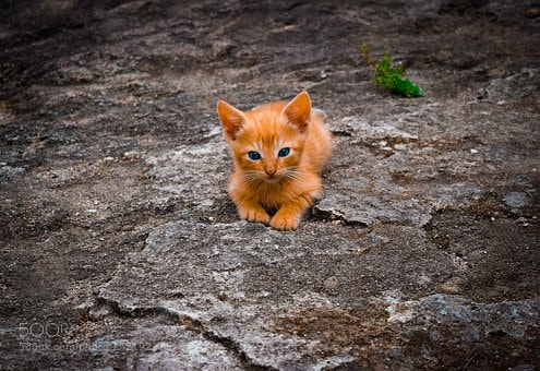 Nikon D5300 sample photo. Cat photography