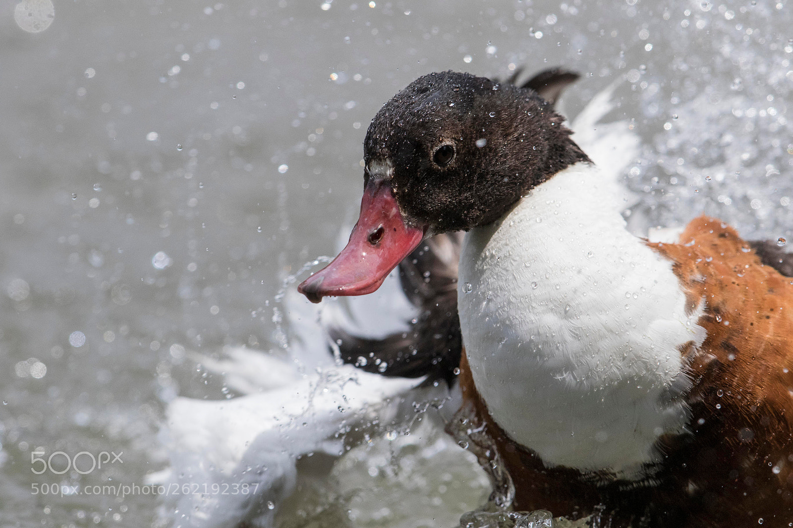 Canon EOS 7D Mark II sample photo. Sheldrake duck photography