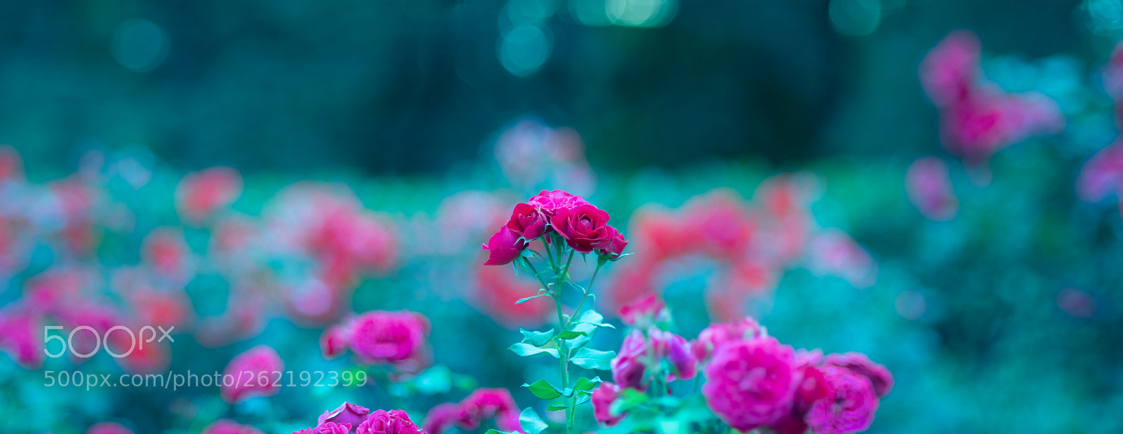 Nikon D7100 sample photo. Rose photography