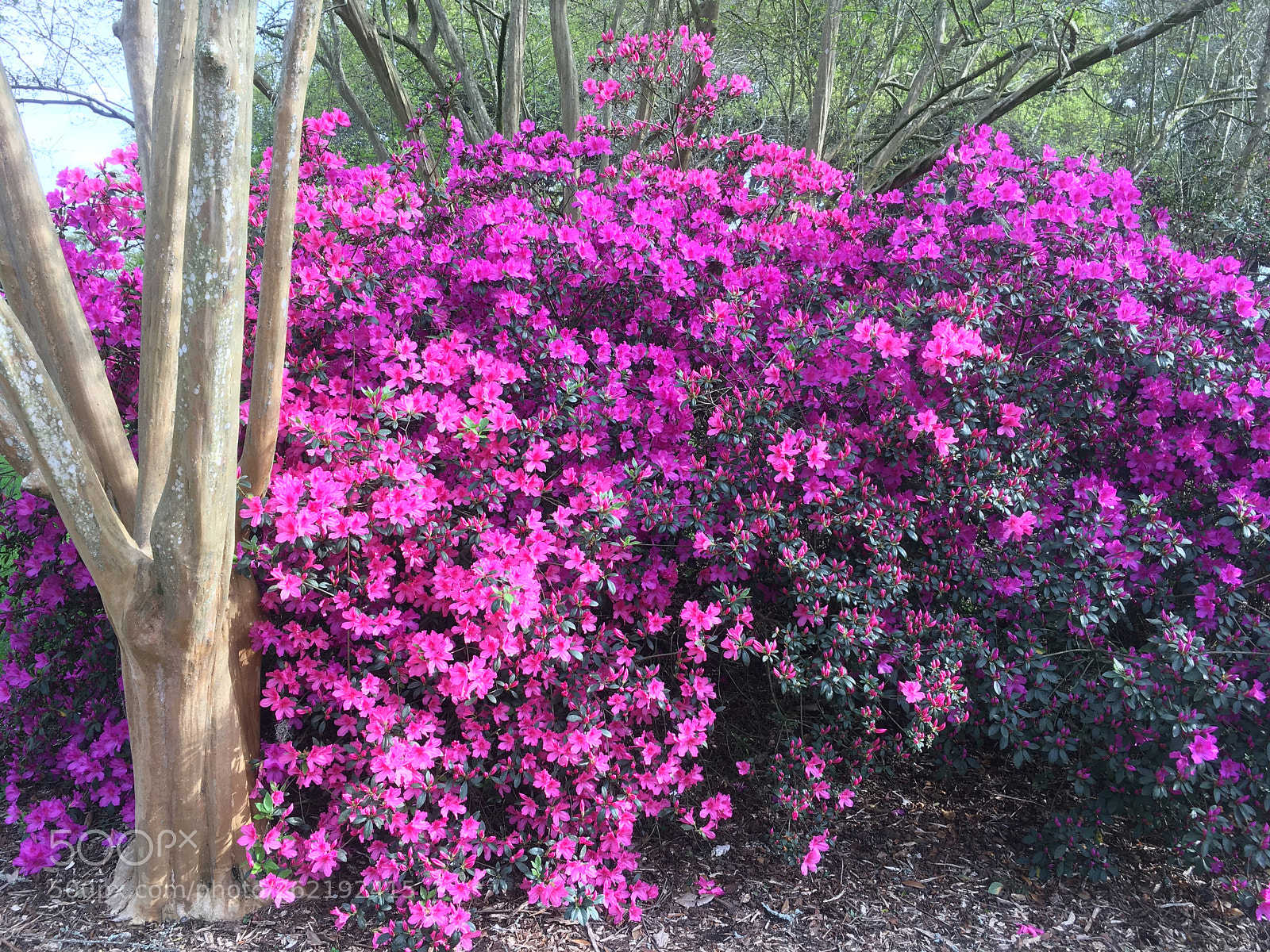 Apple iPhone 6s sample photo. Pink azalea bush photography
