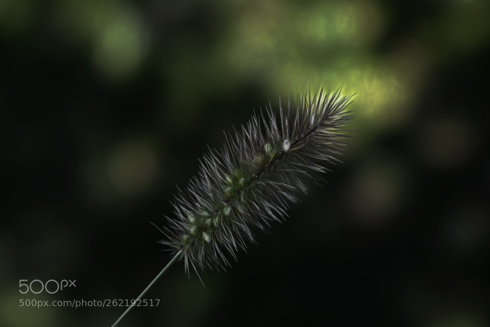 Nikon D3300 sample photo. Naturaleza photography