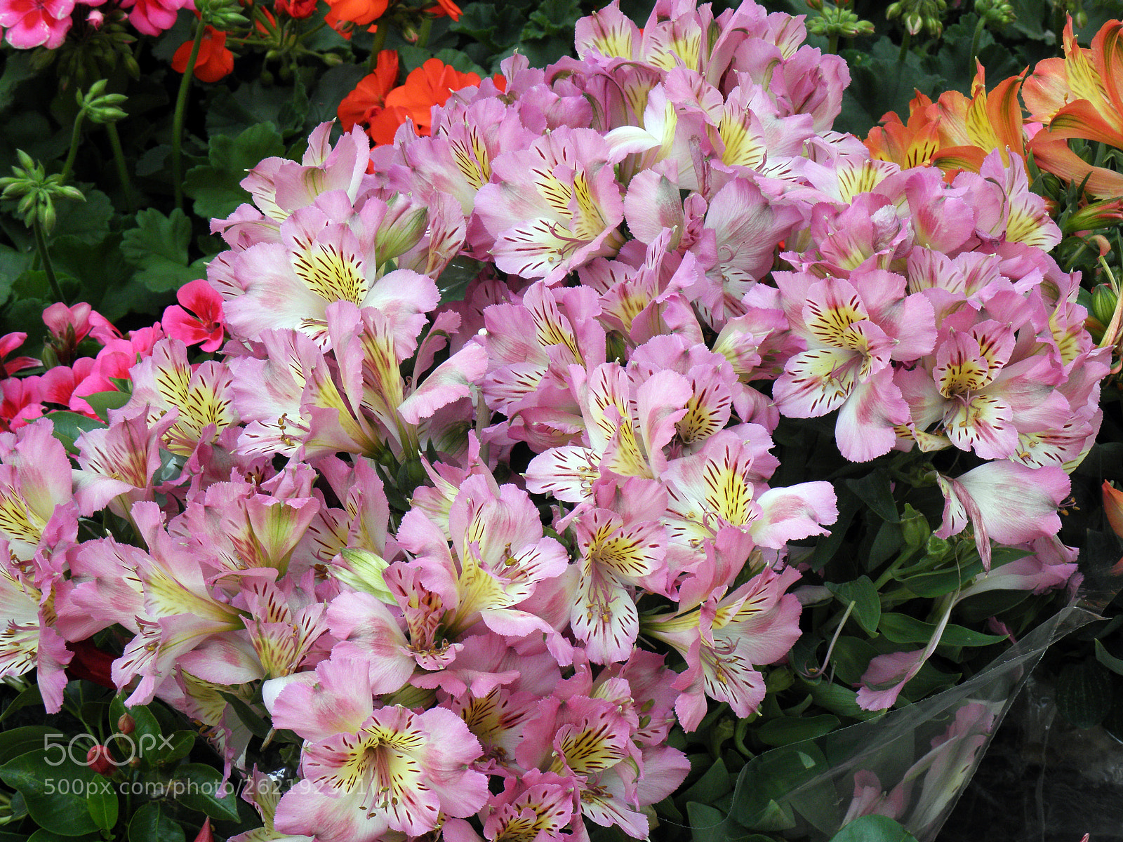 Olympus SP590UZ sample photo. Decorative flowers,floraart 18,zagreb,croatia,31 photography