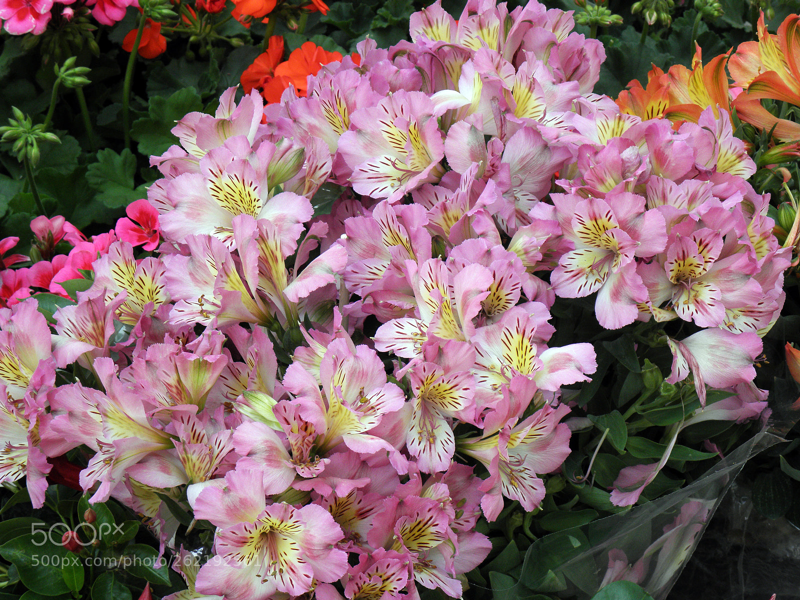 Olympus SP590UZ sample photo. Decorative flowers,floraart 18,zagreb,croatia,31 photography