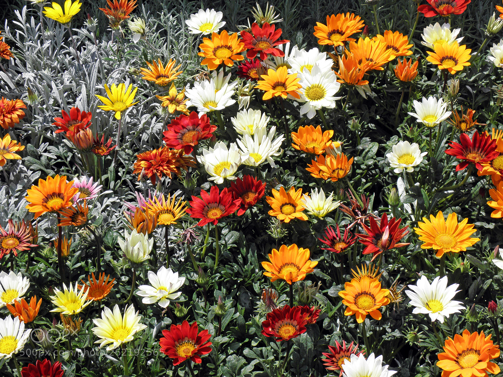 Olympus SP590UZ sample photo. Decorative flowers,floraart 18,zagreb,croatia,38 photography