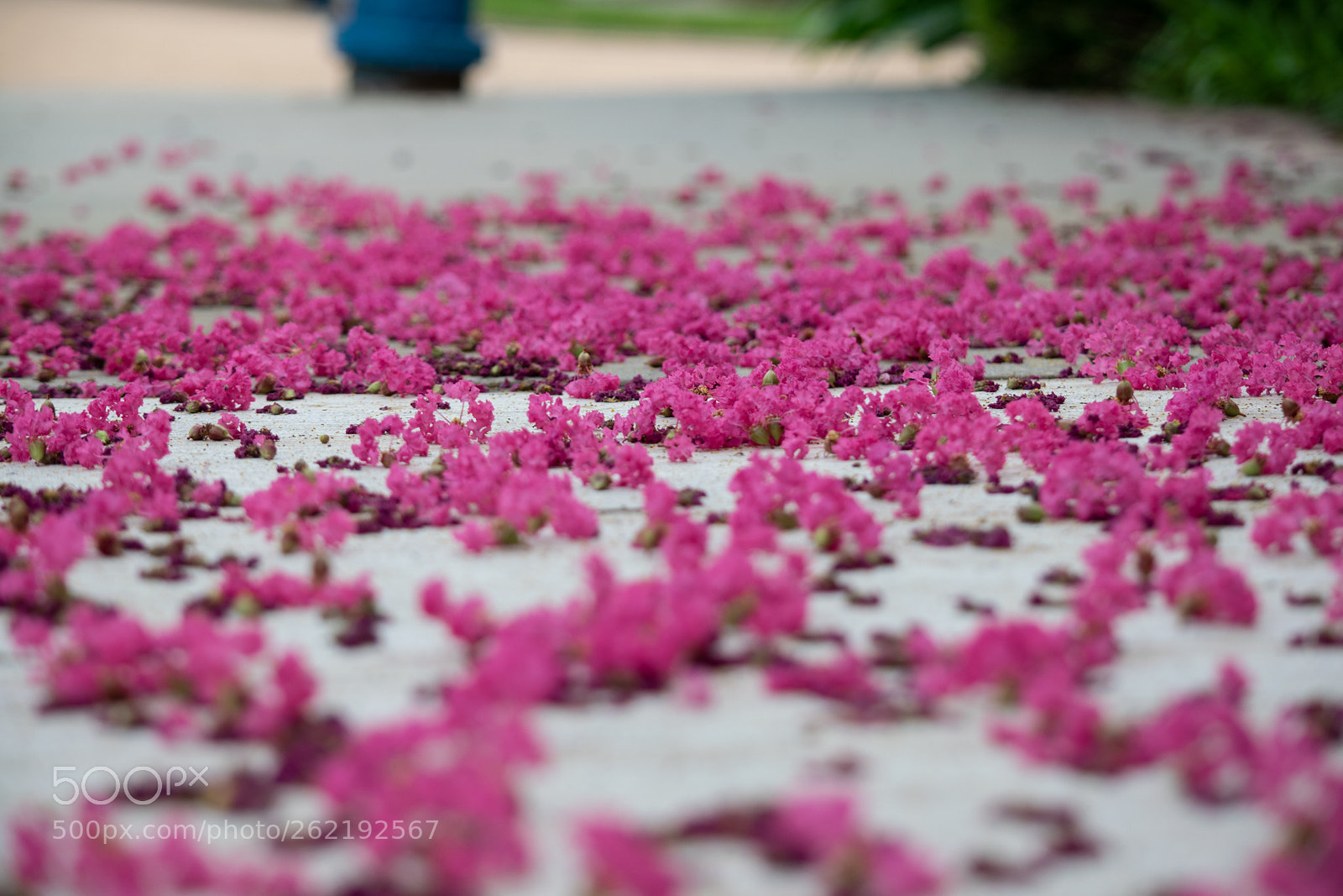 Nikon D5300 sample photo. Fuchsia sidewalk photography