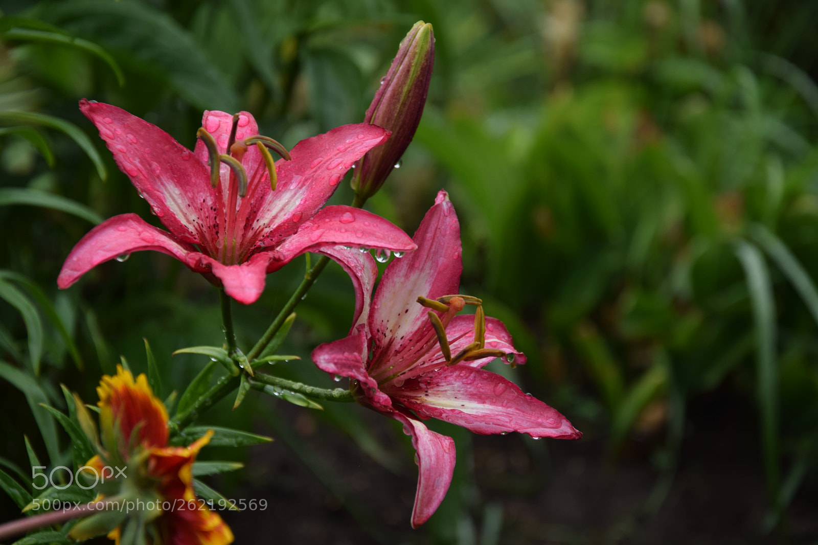 Nikon D3300 sample photo. Lilies photography