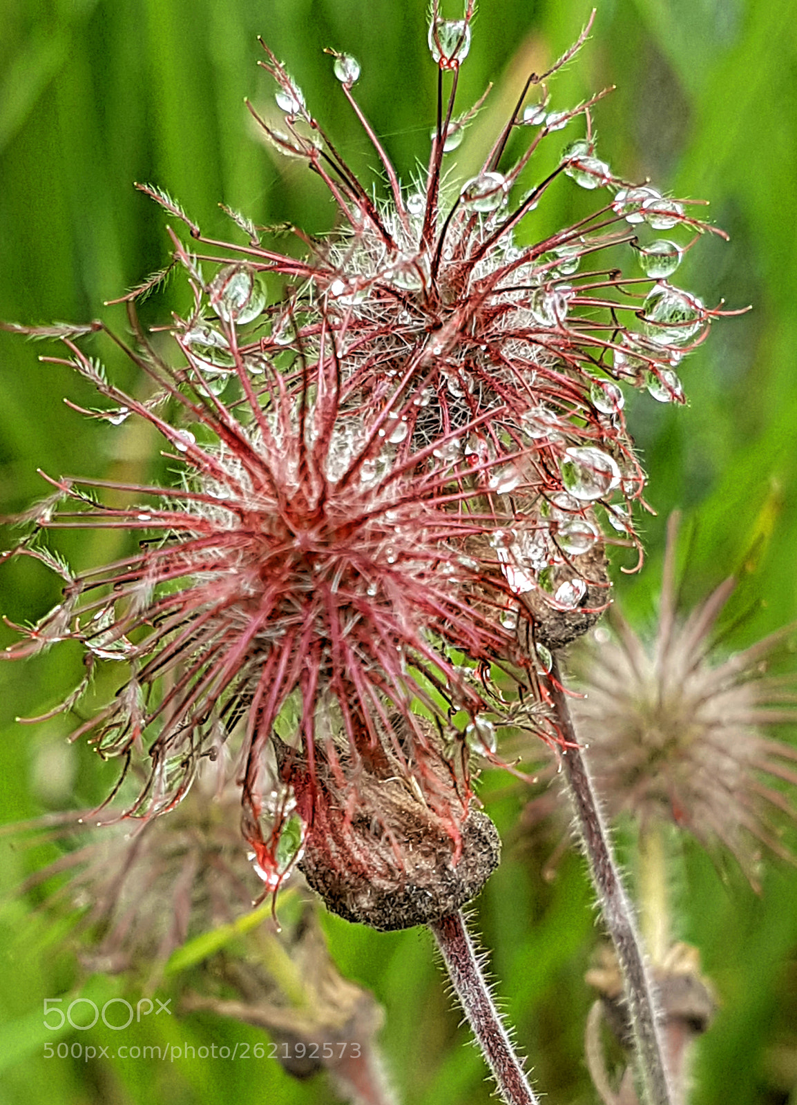 Samsung Galaxy S7 sample photo. Raindrops 2 photography
